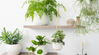 10 Plants to Detox Your Home