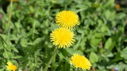 10 Benefits of Dandelion | Plant Food Medicine