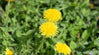 10 Benefits of Dandelion | Plant Food Medicine