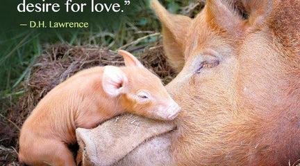 Compassionate and Mindful Eating