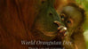 Choose Coconut Oil on World Orangutan Day