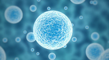 Healthy Oils for a Healthy Gut