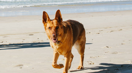 Coconut Oil for Healthy Pets